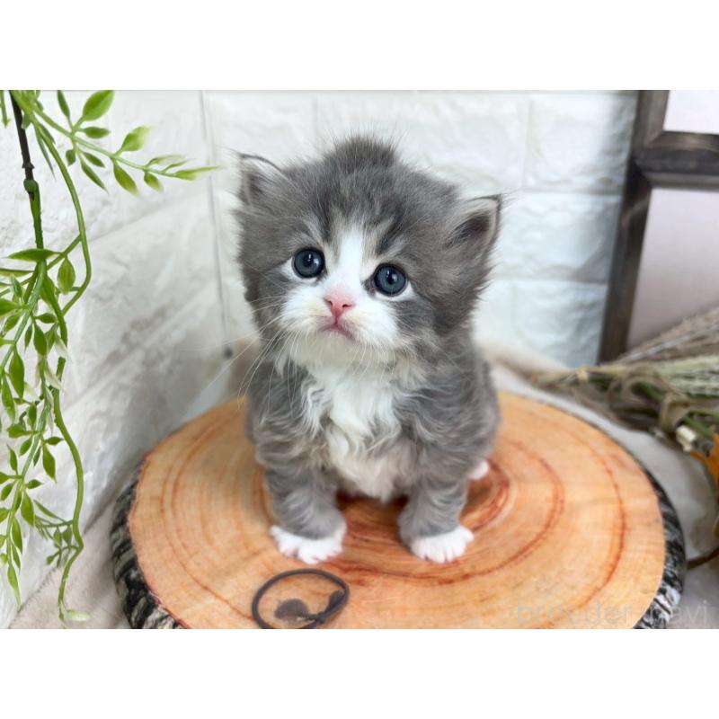 販売中の千葉県のスコティッシュフォールド-132256