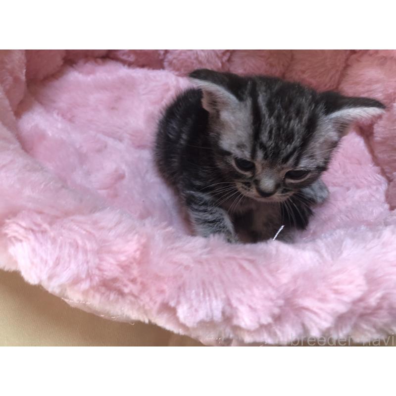 販売中の三重県のアメリカンショートヘア-132257の17枚目