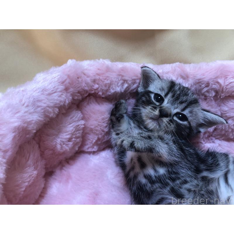 販売中の三重県のアメリカンショートヘア-132257の16枚目