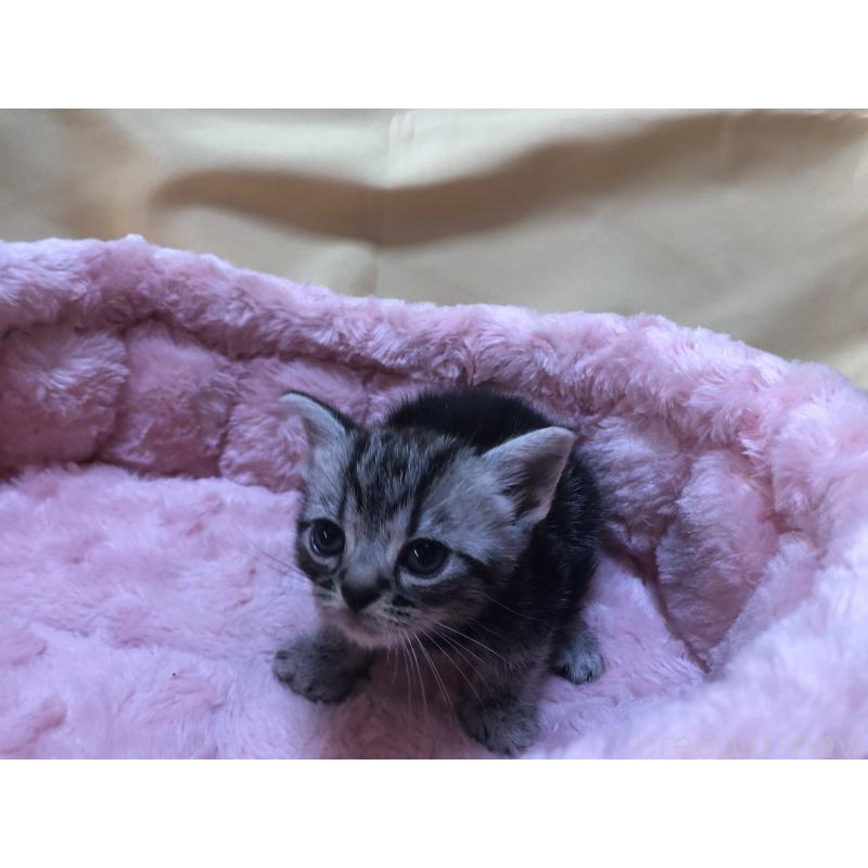 販売中の三重県のアメリカンショートヘア-132257の15枚目