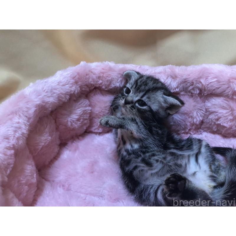 販売中の三重県のアメリカンショートヘア-132257の14枚目