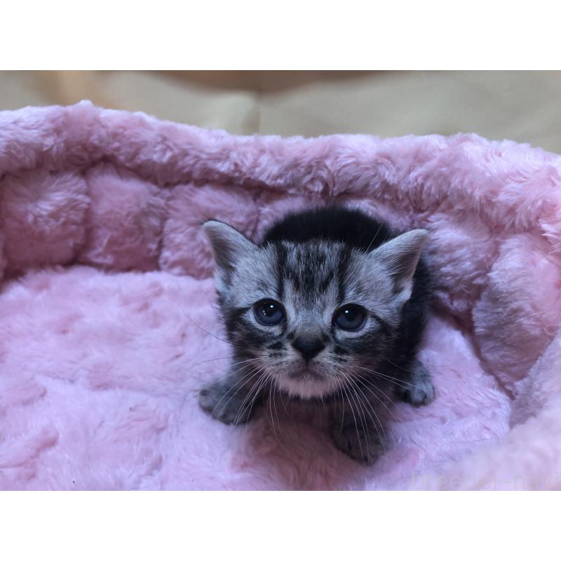 販売中の三重県のアメリカンショートヘア-132257の13枚目