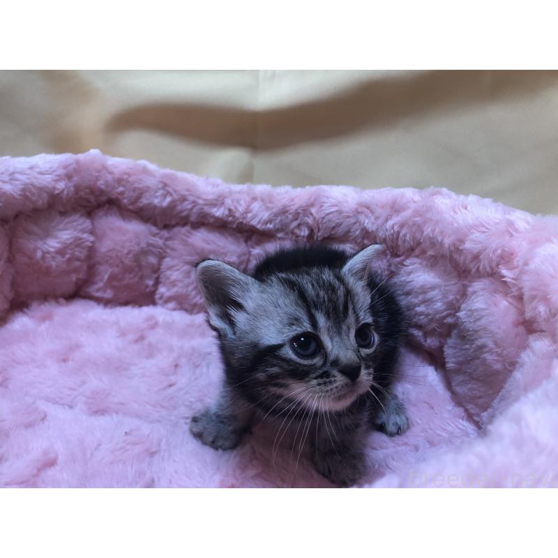 販売中の三重県のアメリカンショートヘア-132257の11枚目