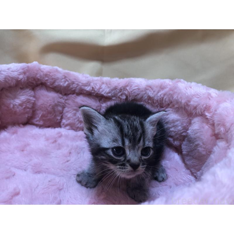 販売中の三重県のアメリカンショートヘア-132257の9枚目