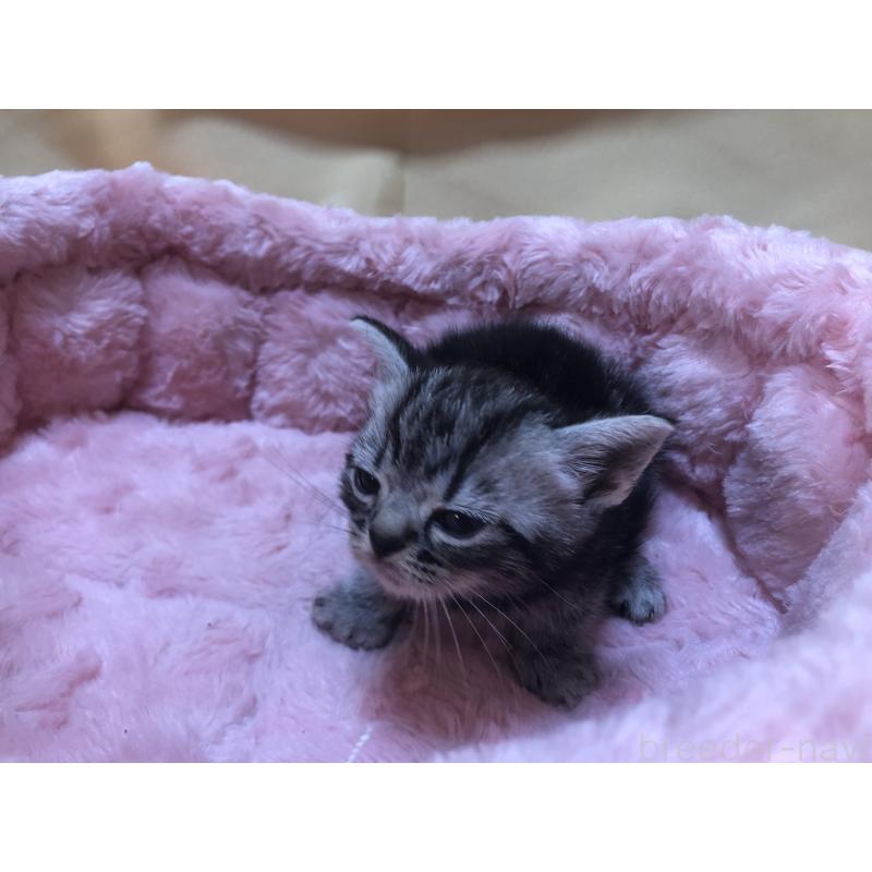 販売中の三重県のアメリカンショートヘア-132257の8枚目