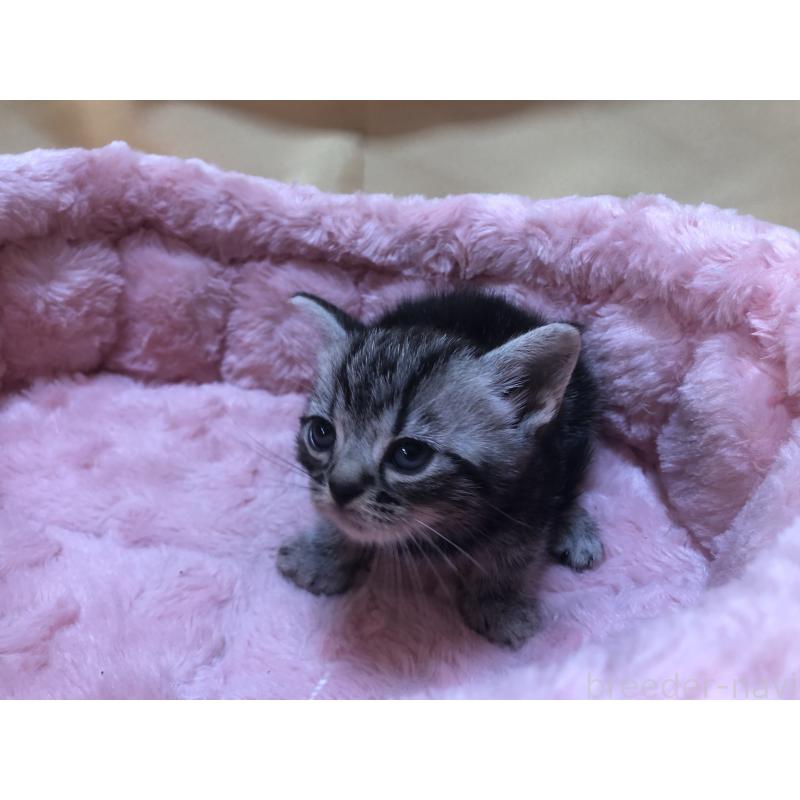 販売中の三重県のアメリカンショートヘア-132257の7枚目