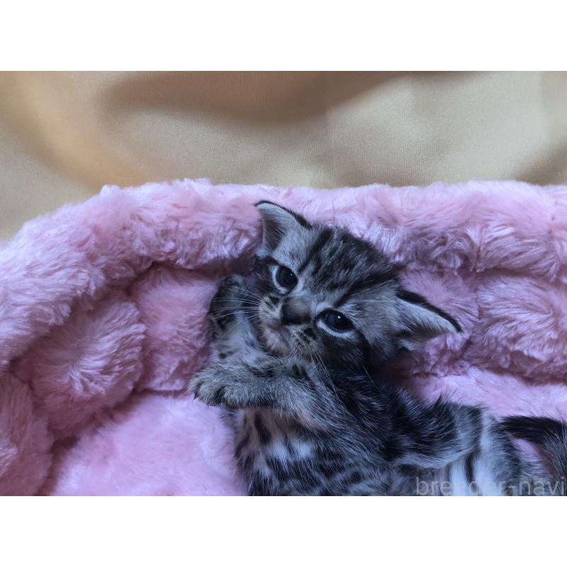 販売中の三重県のアメリカンショートヘア-132257の5枚目