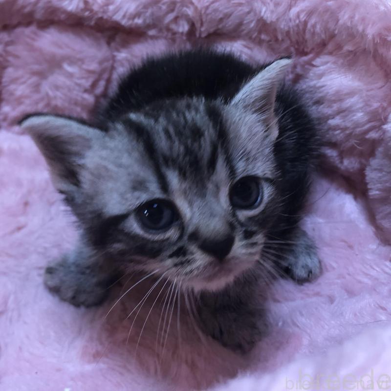 販売中の三重県のアメリカンショートヘア-132257