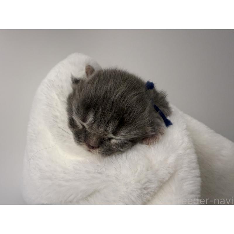 販売中の千葉県のスコティッシュフォールド-132258の5枚目