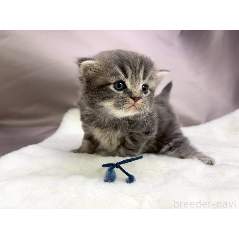 販売中の千葉県のスコティッシュフォールド-132258の4枚目