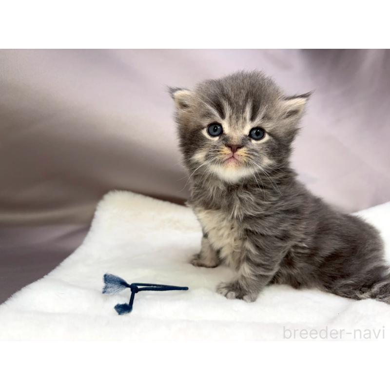 販売中の千葉県のスコティッシュフォールド-132258の3枚目