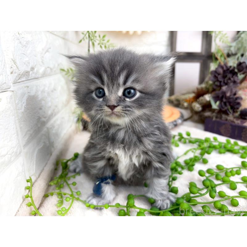 販売中の千葉県のスコティッシュフォールド-132258の2枚目