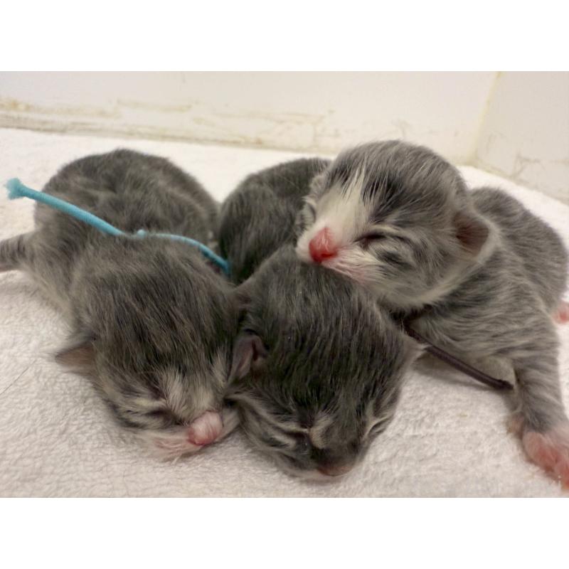 販売中の千葉県のスコティッシュフォールド-132259の7枚目