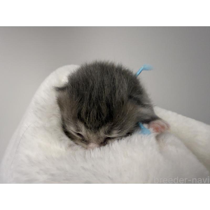 販売中の千葉県のスコティッシュフォールド-132259の5枚目