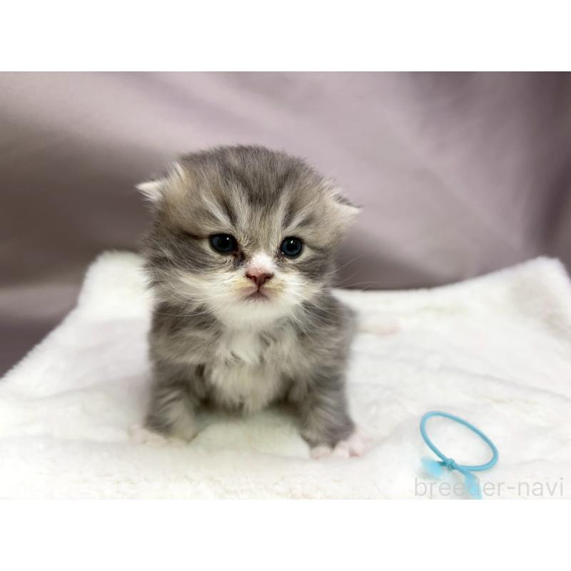 販売中の千葉県のスコティッシュフォールド-132259の4枚目