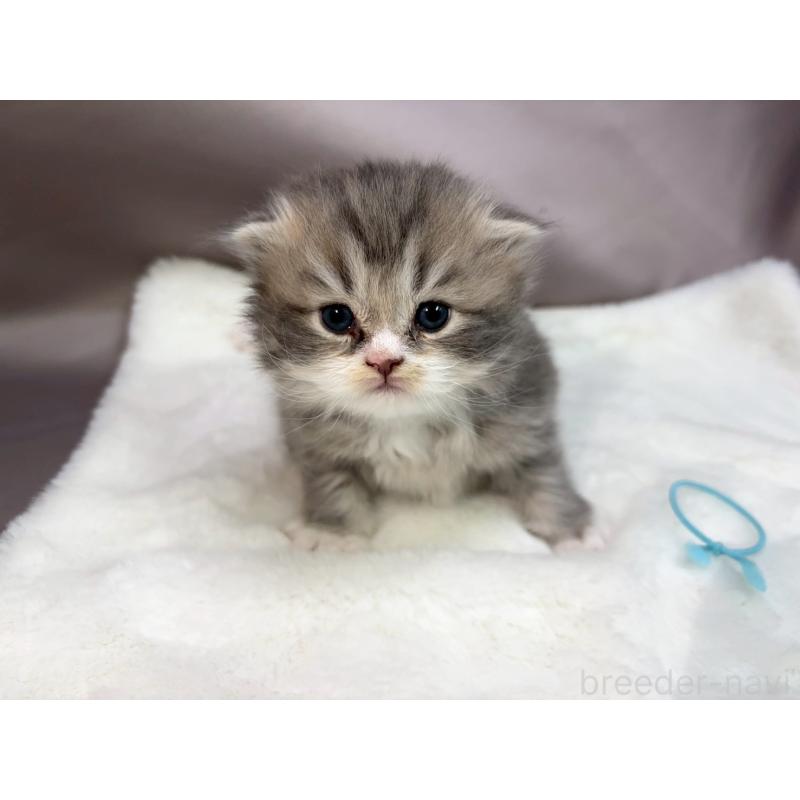 販売中の千葉県のスコティッシュフォールド-132259の3枚目