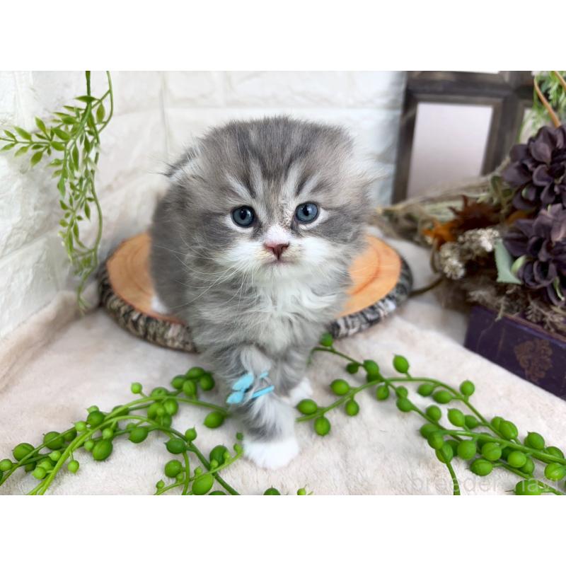 販売中の千葉県のスコティッシュフォールド-132259