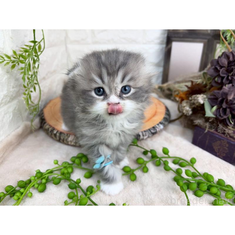 販売中の千葉県のスコティッシュフォールド-132259の2枚目