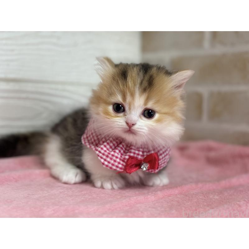 成約済の愛知県のミヌエット(短足)-131873の5枚目