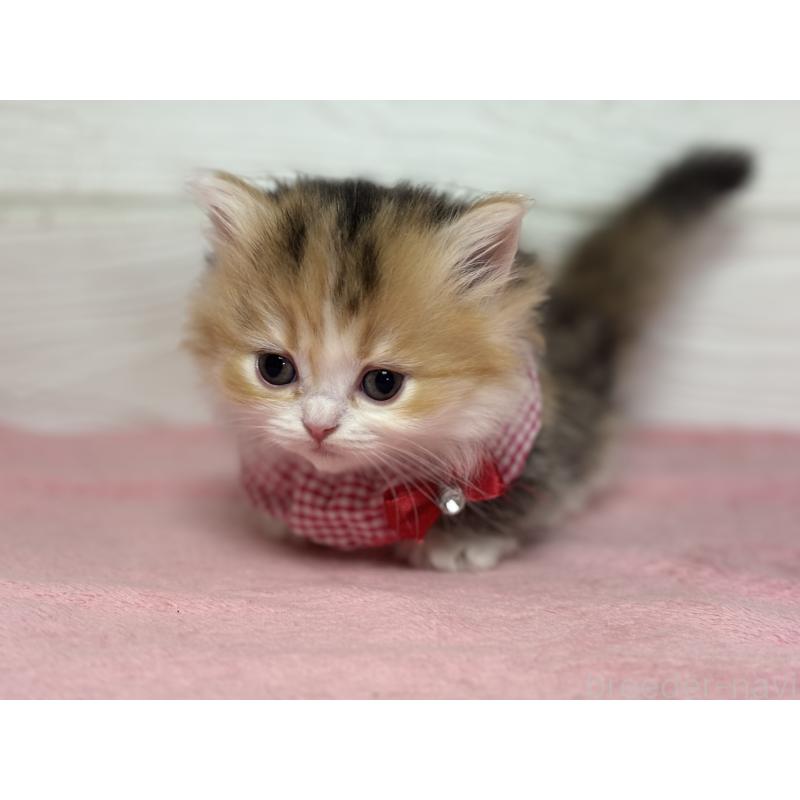 成約済の愛知県のミヌエット(短足)-131873の4枚目