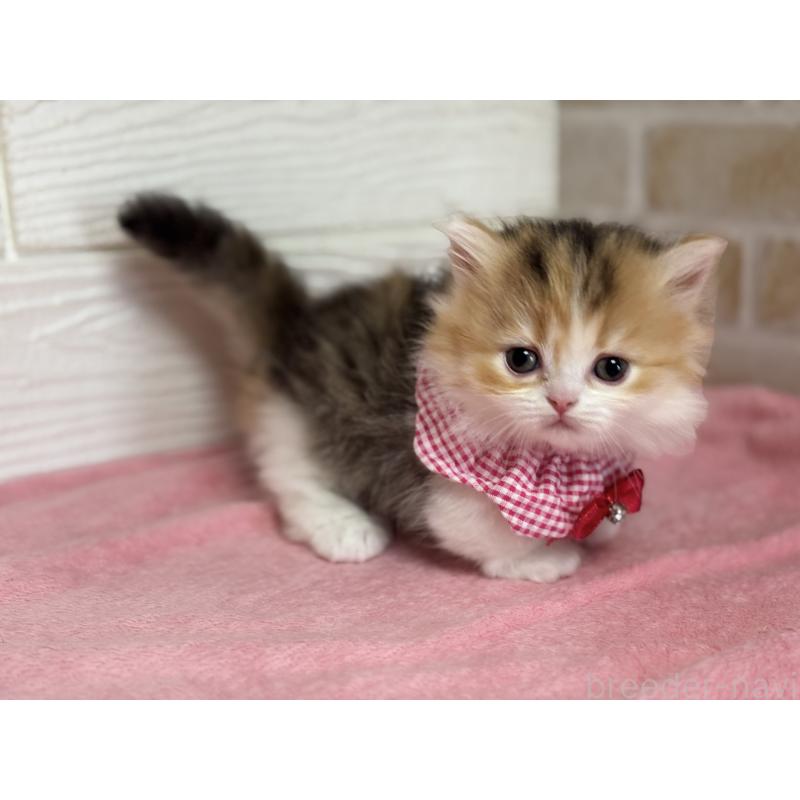 成約済の愛知県のミヌエット(短足)-131873の3枚目