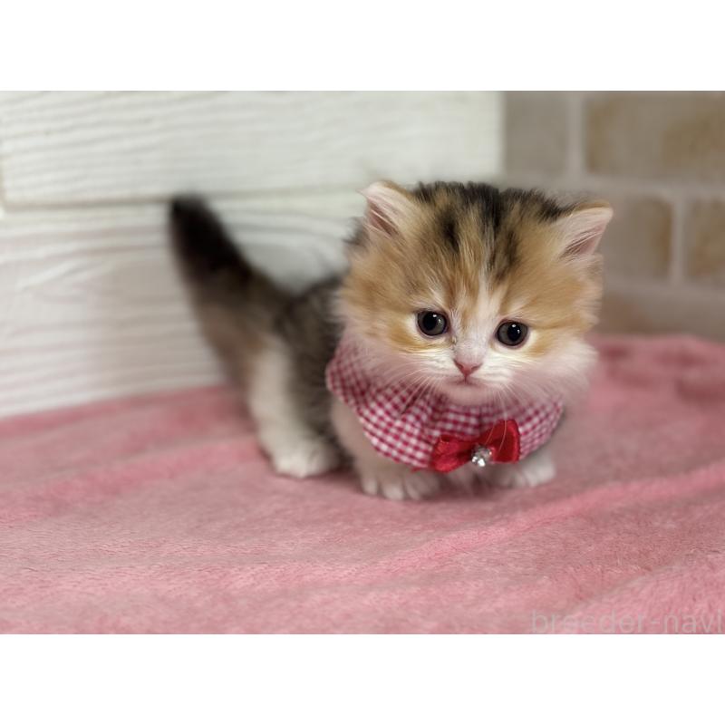 成約済の愛知県のミヌエット(短足)-131873の2枚目