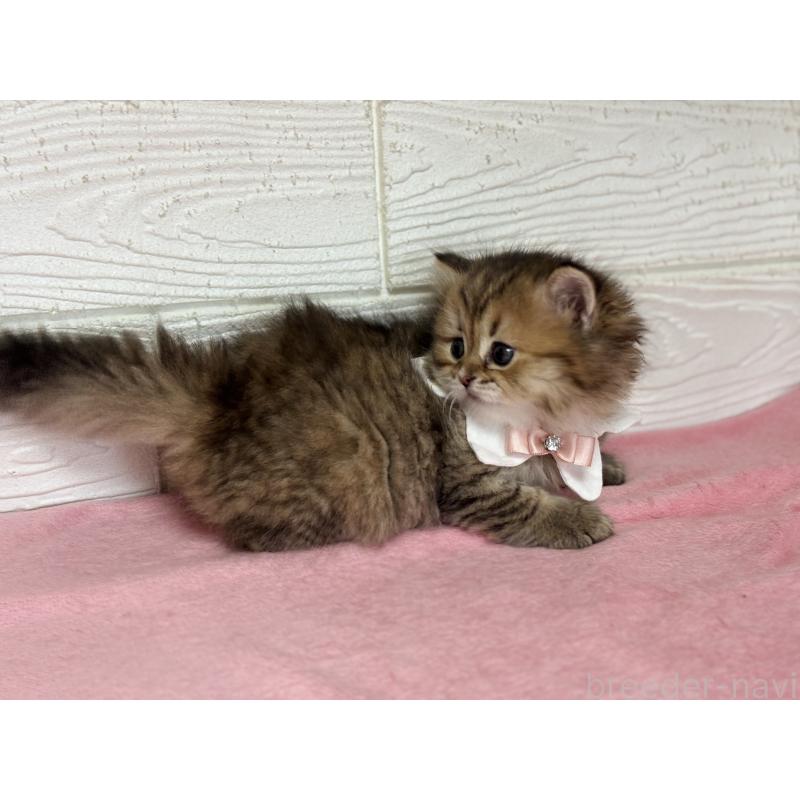 成約済の愛知県のミヌエット-131872の5枚目