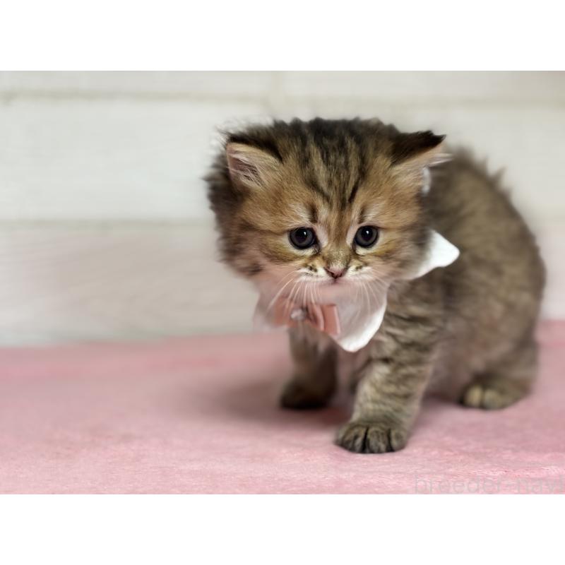 成約済の愛知県のミヌエット-131872の4枚目