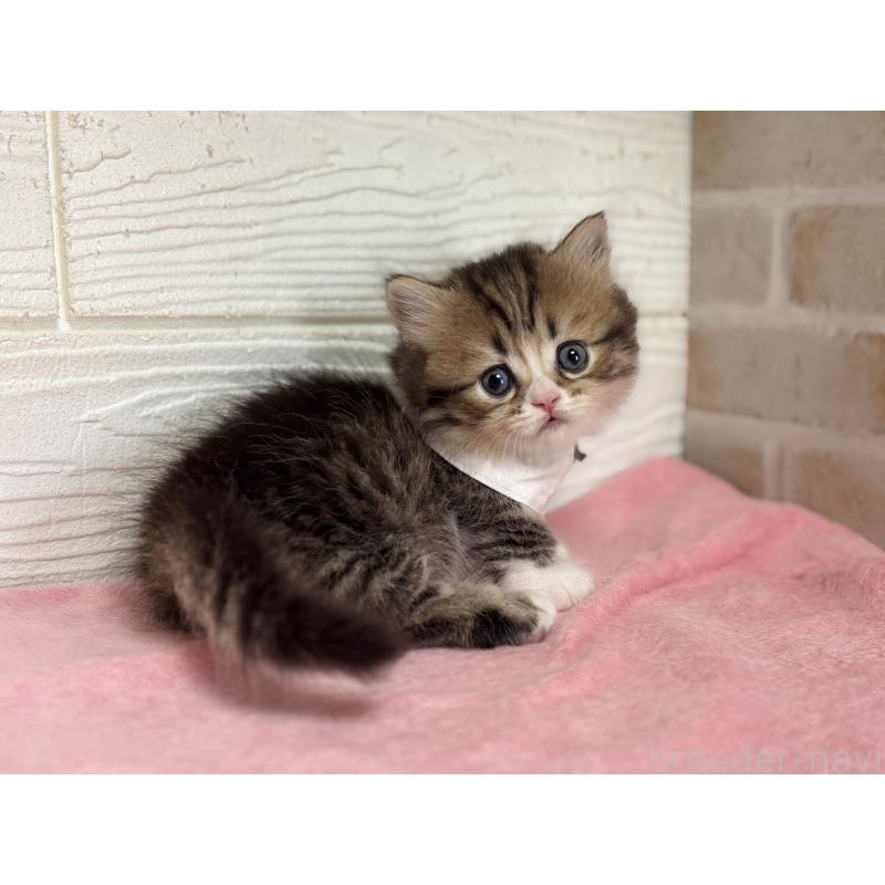 成約済の愛知県のミヌエット(短足)-131871の5枚目