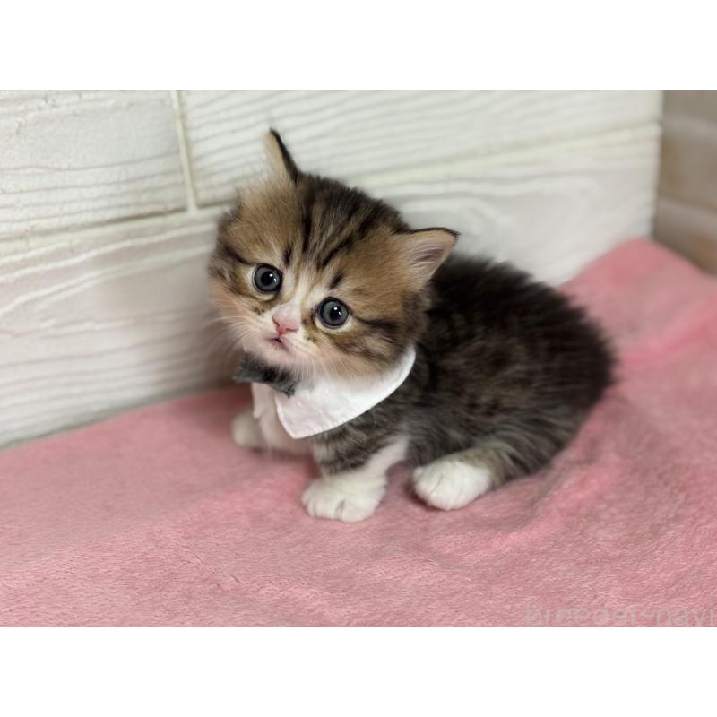 成約済の愛知県のミヌエット(短足)-131871の3枚目