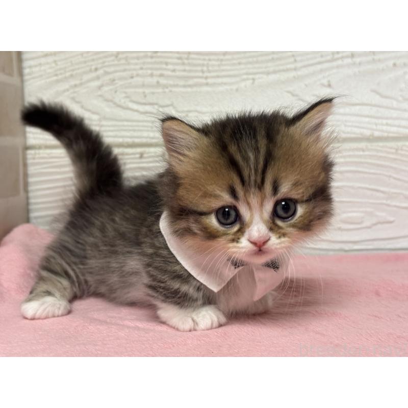 成約済の愛知県のミヌエット(短足)-131871の2枚目