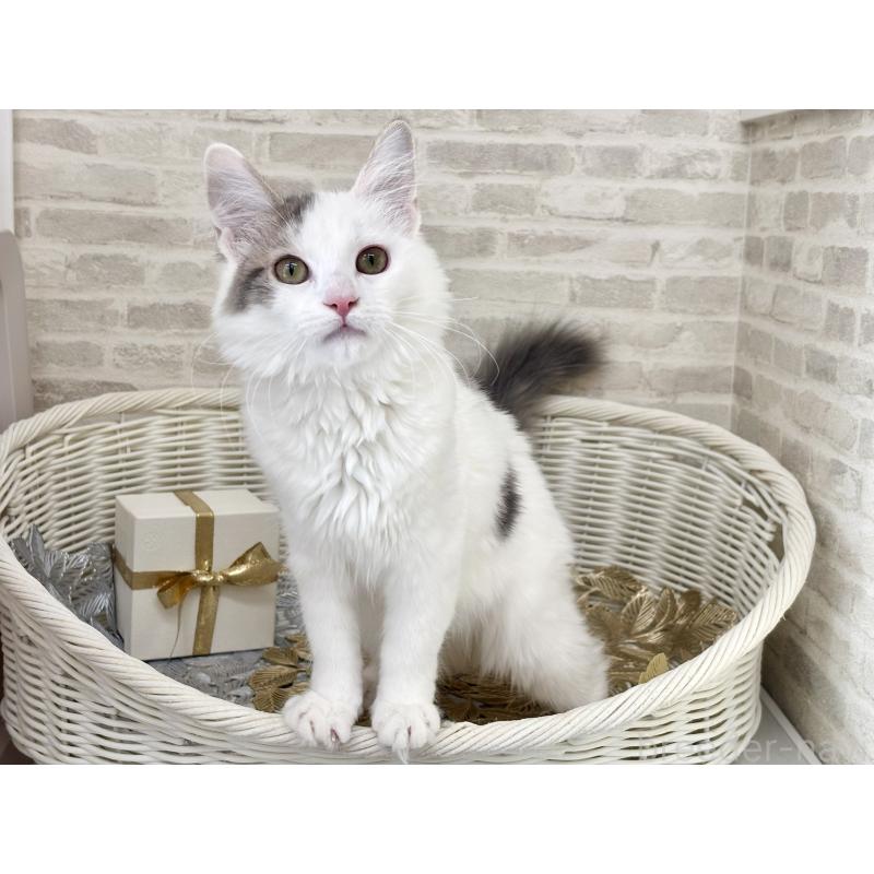 販売中の埼玉県のサイベリアン-125158