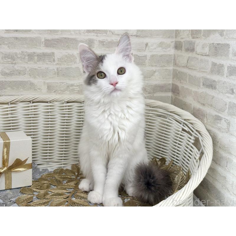 商談中の埼玉県のサイベリアン-125158の11枚目