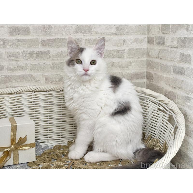 商談中の埼玉県のサイベリアン-125158の10枚目