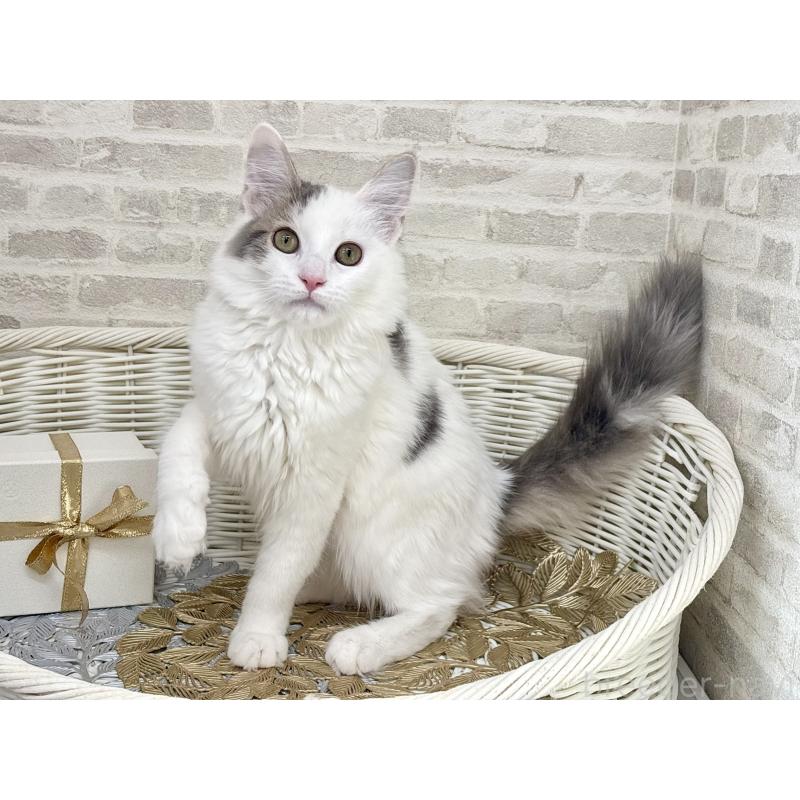 商談中の埼玉県のサイベリアン-125158の9枚目