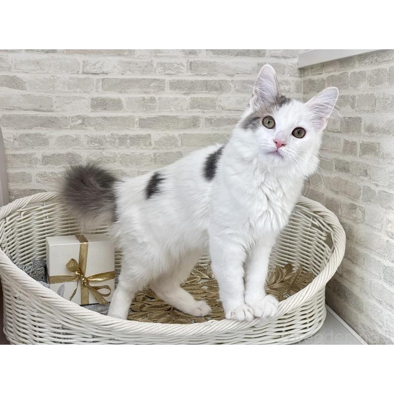 商談中の埼玉県のサイベリアン-125158の8枚目