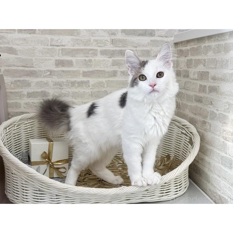 商談中の埼玉県のサイベリアン-125158の7枚目