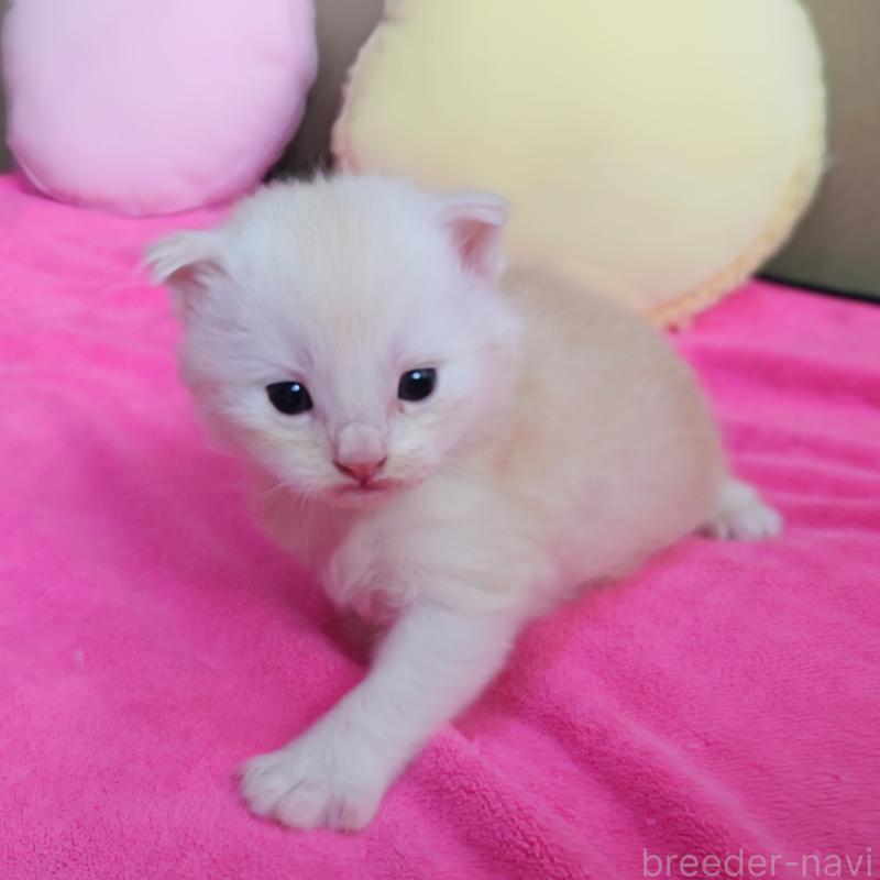 販売中の埼玉県のサイベリアン-132261の2枚目