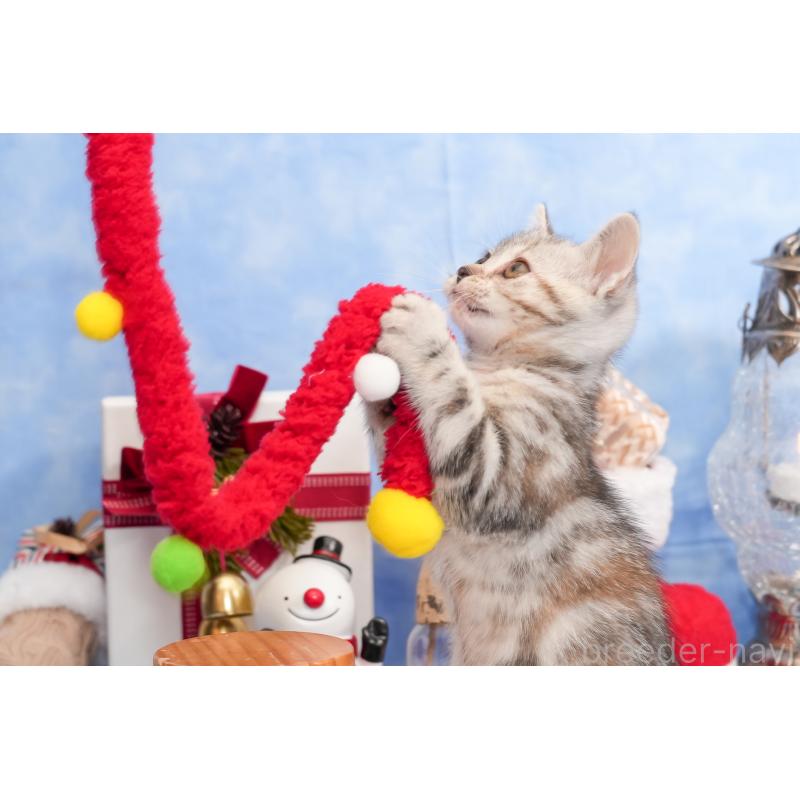 販売中の群馬県のアメリカンショートヘア-130240の19枚目