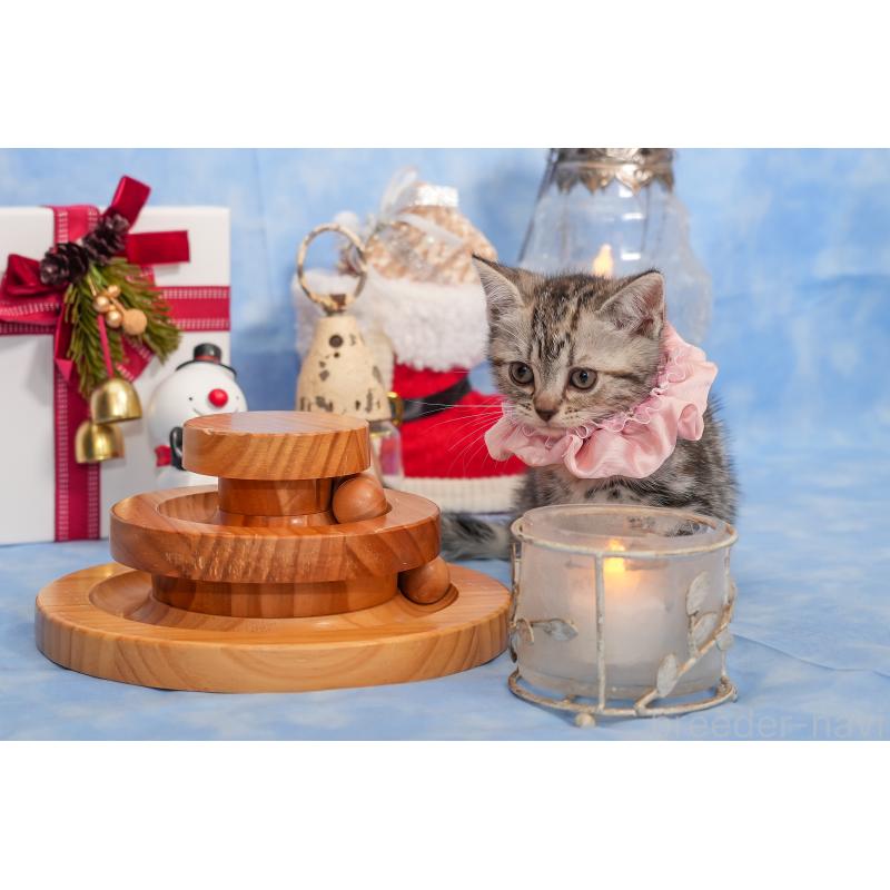 成約済の群馬県のアメリカンショートヘア-130241の12枚目