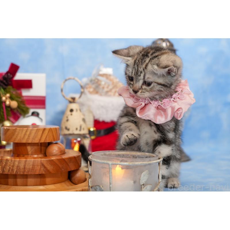 成約済の群馬県のアメリカンショートヘア-130241の11枚目