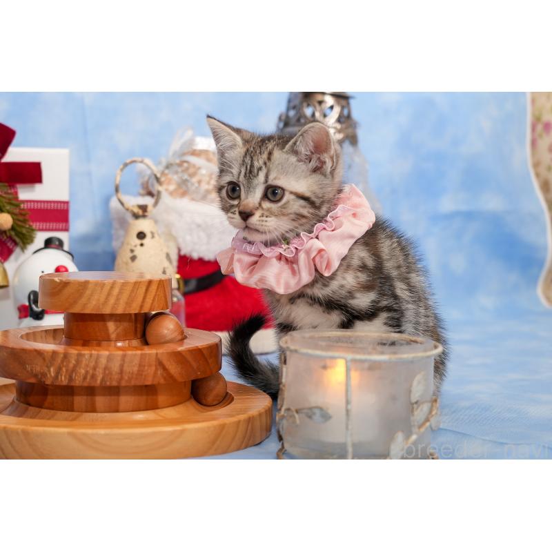 成約済の群馬県のアメリカンショートヘア-130241の10枚目