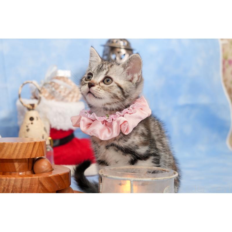 成約済の群馬県のアメリカンショートヘア-130241の9枚目