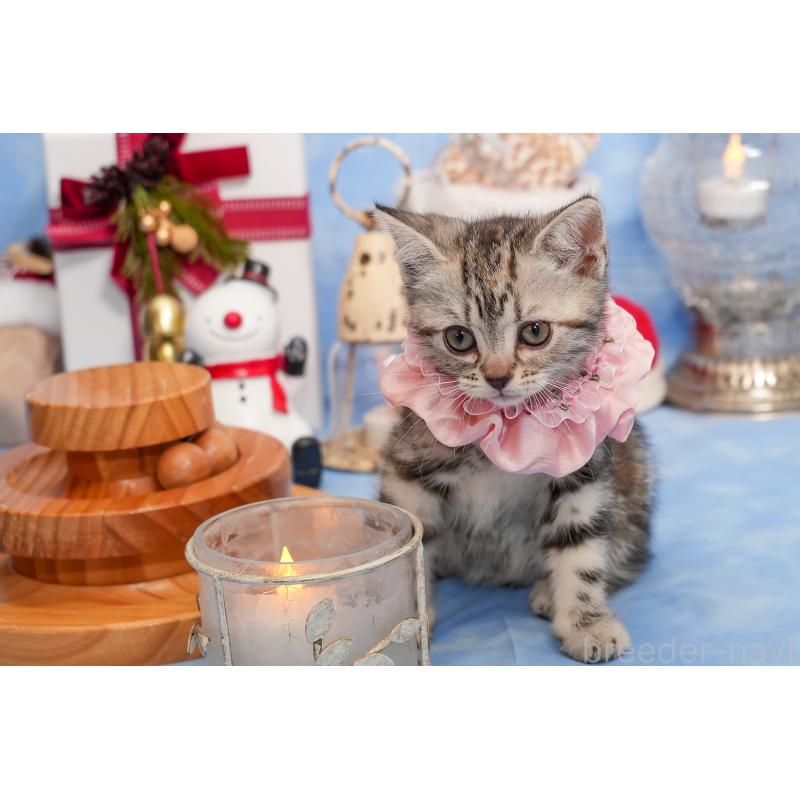 成約済の群馬県のアメリカンショートヘア-130241の8枚目