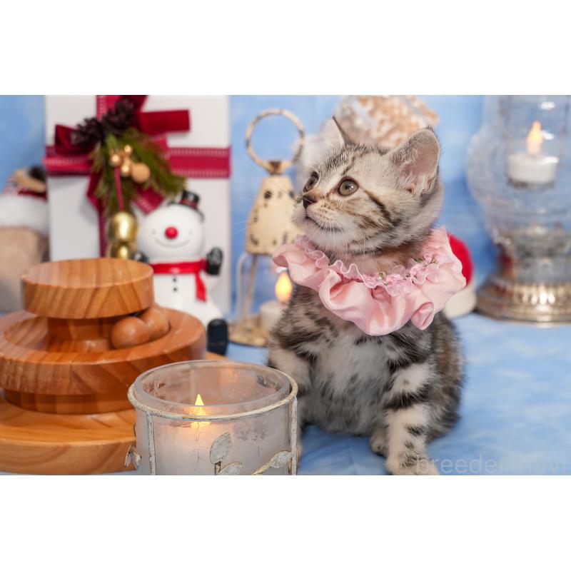 成約済の群馬県のアメリカンショートヘア-130241の7枚目