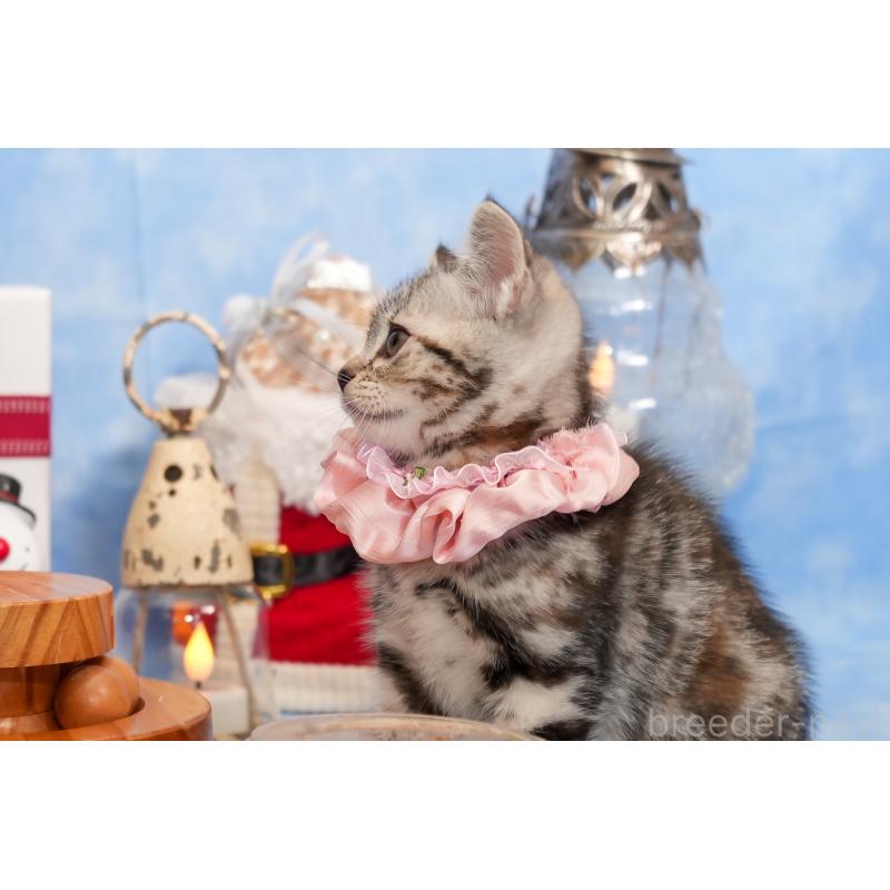 成約済の群馬県のアメリカンショートヘア-130241の6枚目