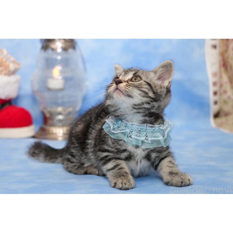 商談中の群馬県のアメリカンショートヘア-130242の3枚目