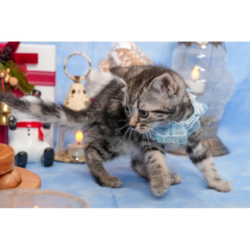 商談中の群馬県のアメリカンショートヘア-130242の2枚目