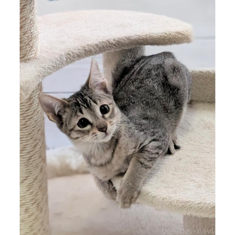 販売中の愛知県のミックス-132263の4枚目