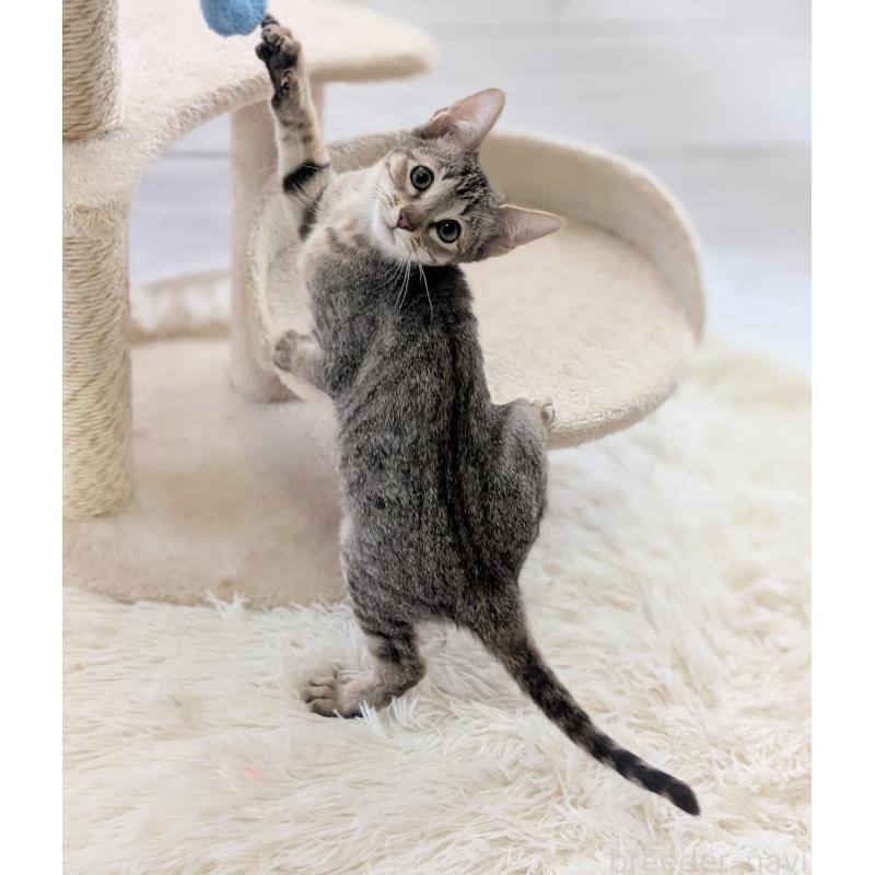 販売中の愛知県のミックス-132263の3枚目